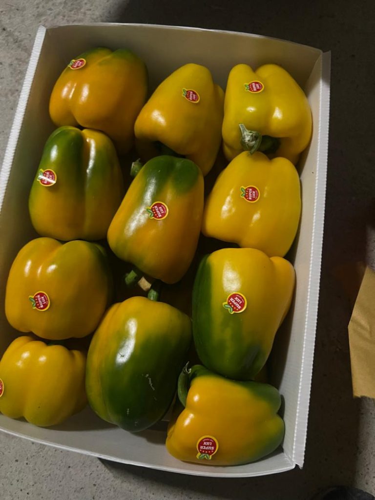 خرید عمده فلفل دلمه ای