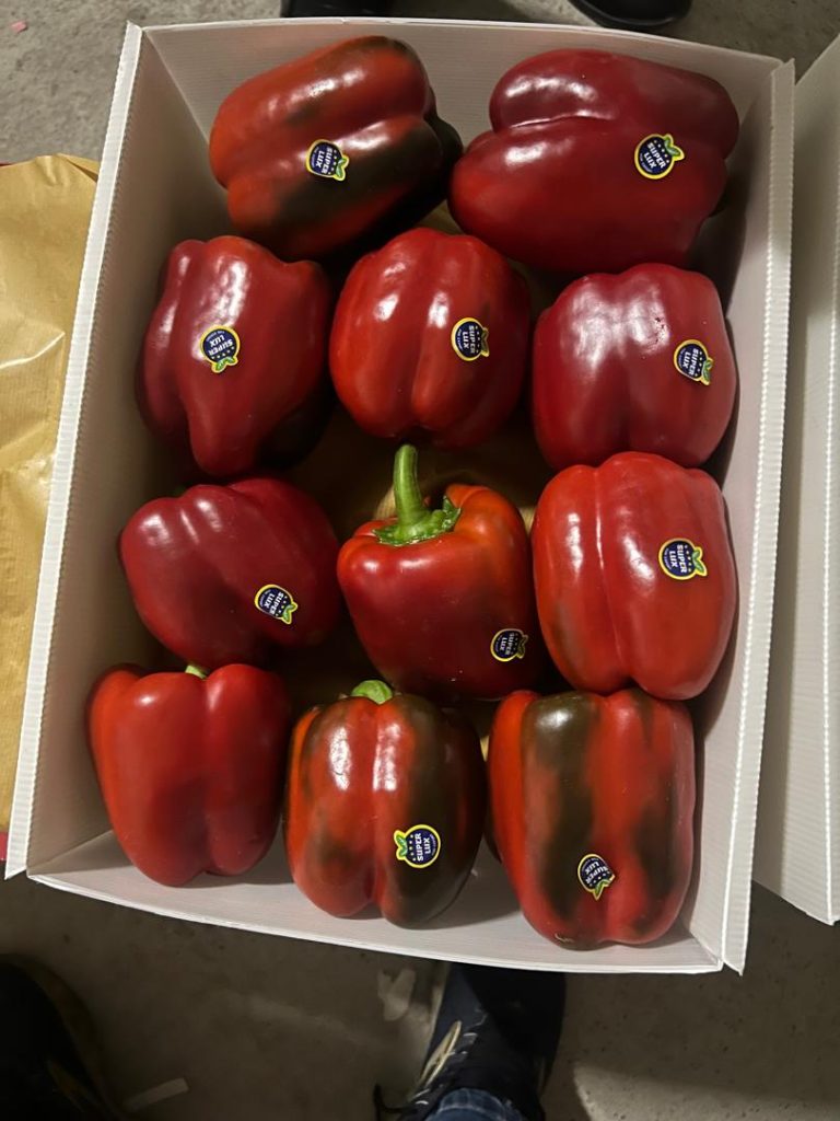 خرید عمده فلفل دلمه ای