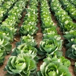 خرید محصولات کشاورزی