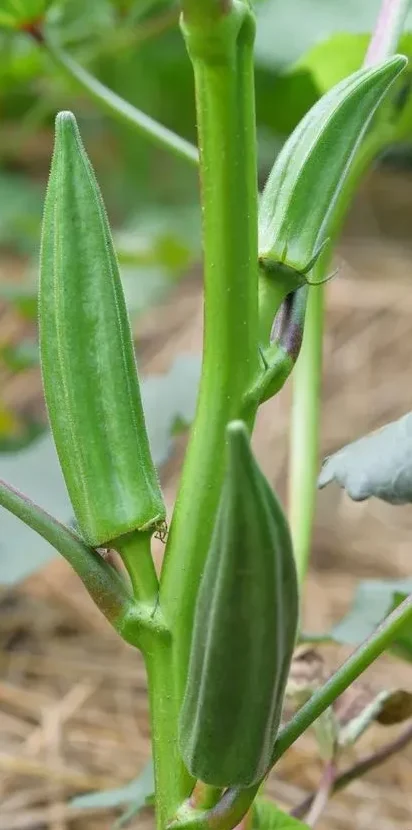 خرید عمده بامیه