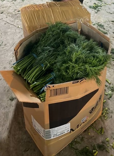 خرید عمده شوید