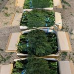 خرید محصولات کشاورزی