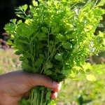 خرید محصولات کشاورزی