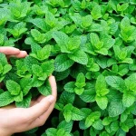 خرید محصولات کشاورزی