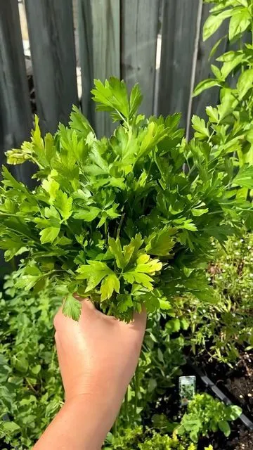 خرید عمده جعفری